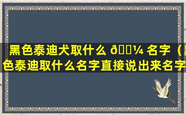 黑色泰迪犬取什么 🐼 名字（黑色泰迪取什么名字直接说出来名字）